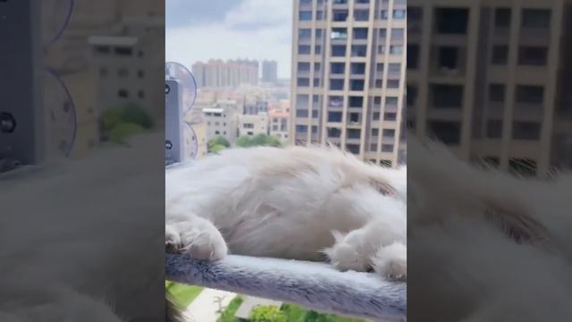 Лежанка подвесной гамак для кошек на окно на присосках