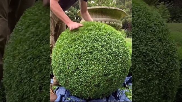 Залипательное видео