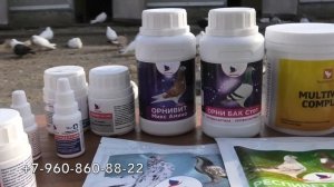 Голубятник в гостях! Как подготовить голубей к выводному сезону!