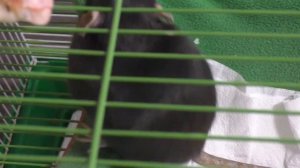 Вкусняшка для крыс. Едят ли крысы креветку?