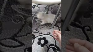 Особенности Невской маскарадной в 2 месяца