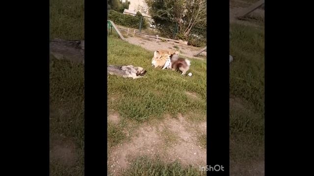 8.19.08.23г.1-8 части.Джуна на собачьей площадке с друзьями #собакаизприюта #животныймир