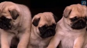 9 Добрейших Пород Собак в Мире