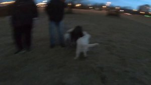 Как социализировать собаку. Что такое социализация?