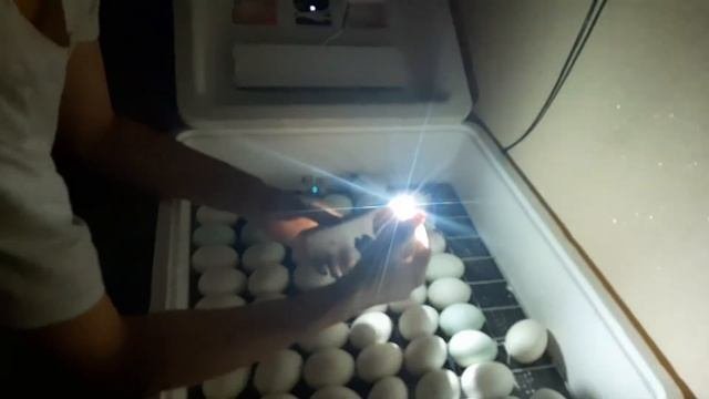 Овоскопирование утиных яиц на 6-7 сутки.