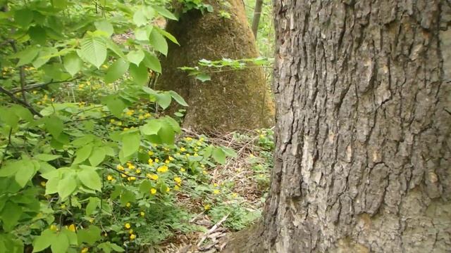 Приморская тайга. Проблемы ориентирования смотреть онлайн