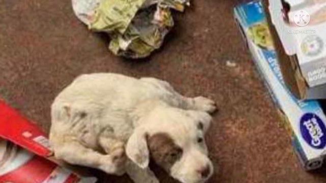 А Случайно обнаруженный на помойке выброшенный в мусорный контейнер  раненый щенок, обязан жизнью смотреть онлайн