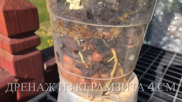 Как выращивать мильтониопсис . Уход за орхидеей.Такое пышное цветение у меня первый раз! ❤️??