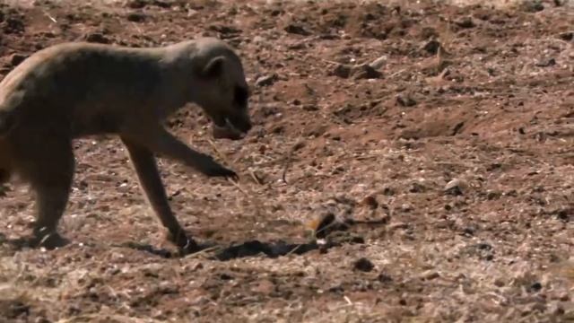 Baby Meerkat gobbles down Scorpion! смотреть онлайн