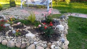АЛАЯ ПИОНОВИДНАЯ РОЗА/ЧАЙНОГИБРИДНЫЕ СОРТА РОЗ