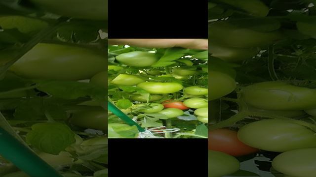 томат Мамонтёнок