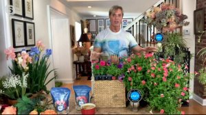 Phillip Watson Designs 4-Pc Shock Wave Petunias Live Plants on QVC