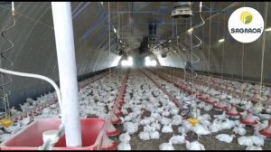 Система охлаждения птичника туманом: как спасти бройлеров от жары?