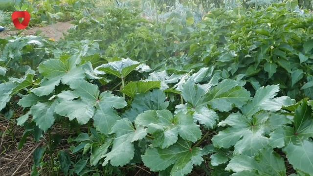 Sačuvajte vlagu u tlu unatoč visokim temperaturama i suši - osigurajte obilnu berbu смотреть онлайн