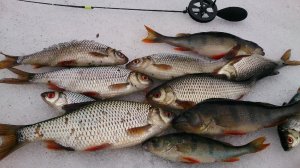 Пробую безмотыльную мормышку