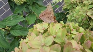 Friday's Weekly Garden Tour in My Hydrangea Garden. Whats Blooming in September in the Midwest