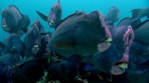 2007 - Земля. Мощь планеты - 04 - Океаны