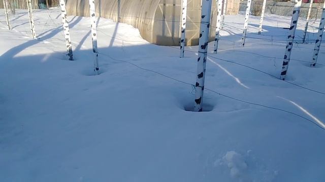 Виноградная погода 25 марта 2021. Подмосковье смотреть онлайн