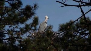 FZ28 - Zoom test - Heron in tree - Panasonic Dmc Fz28