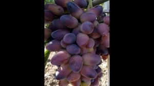 Grape ВИНОГРАД КРАСОТКА
