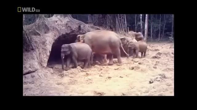 Фауна и животные Таиланда тропические леса