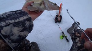 рыбалка на судака ,судак на ратллин , виб на судака