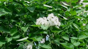 Прекрасная песня -   " Одинокая ветка сирени"