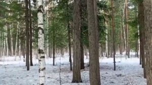 Коты - Воители — Путь Древесного племени/часть 2