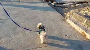 ХАВАНЕЗ! Я влюбилась в эту собаку!йоркширский терьер Кукки и Анжелик!