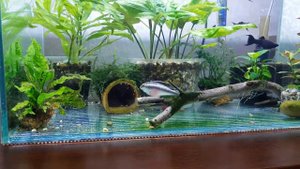 Пельвикахромисы с потомством.