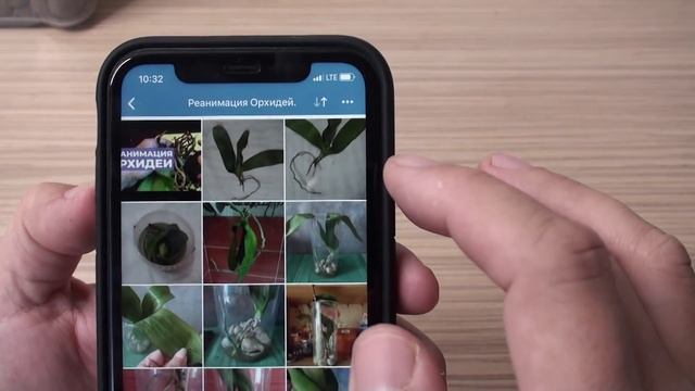 реанимация орхидеи опыт профессионалов по наращиванию корни орхидей