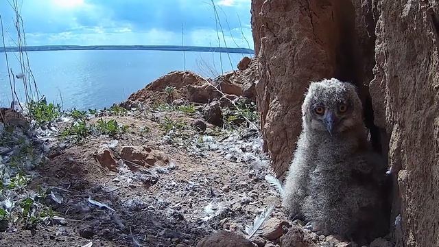 Ольга Шейпак вновь возглавила литературно-краеведческий журнал «Мономах» смотреть онлайн