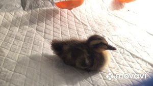 Остался один утёнок/Утка бегунок всех утят заклевала/Не повторяйте ошибок