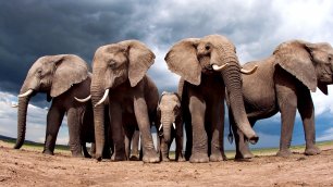 Звуки слона /  Как трубит и какие звуки издает слон