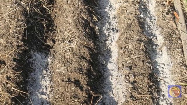 ЗАЛЕЙТЕ ЭТИМ ЛУК СЕВОК ПЕРЕД ПОСАДКОЙ И ДОБАВЬ ЭТО В ЛУНКИ.И УРОЖАЙ УДВОИТСЯ.ЗАЩИТА ОТ БОЛЕЗНИ смотреть онлайн