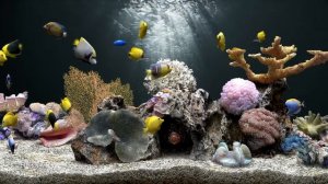 Fish Tank Aquarium in 4K | 8 Hours | No Music Just Water Sounds | FOCUS and SLEEP