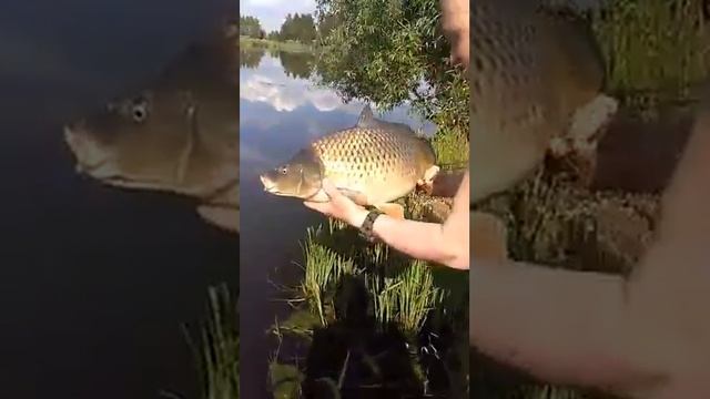 Трофейная рыбалка в Стрелецком Ручье... Итоги 5 смотреть онлайн