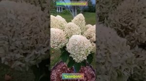 Гортензия Метельчатая "Скайфолл" 23.08.22г.