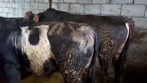 БУКА БОКИШ БУКА ПАРВАРИ РАСХОДИ 1 СОЛА ВА ФОИДА 25 января 2022 г.