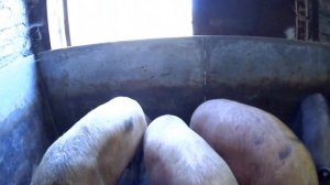 Как выбрать свинку на ремонт (свиноматку)