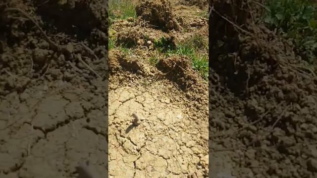 павловния томентоза 10 апреля 2019 смотреть онлайн