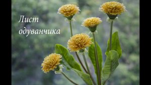 Лист одуванчика из холодного фарфора. Создаем реалистичный лист.