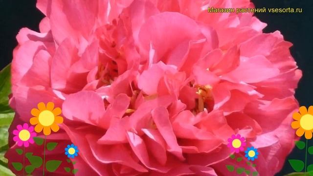 Пион молочноцветковый Лэнгли. Краткий обзор, описание характеристик paeonia lactiflora Langley