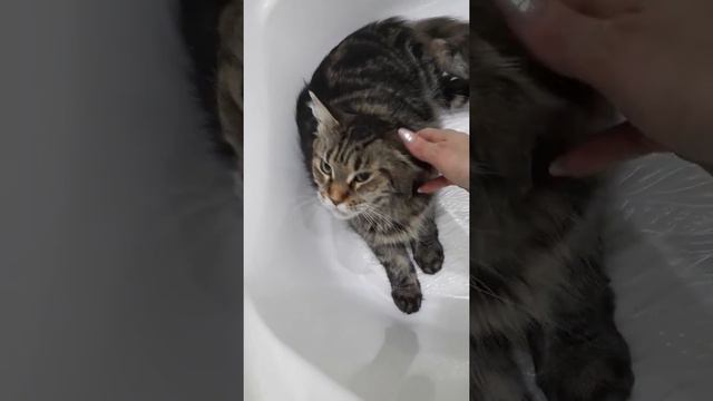 Кот Тайсон женился на мейн-кунше Алексе смотреть онлайн