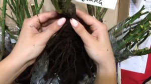 Посылка с розами 🥀 Питомник Тимофей продолжение распаковки 📦