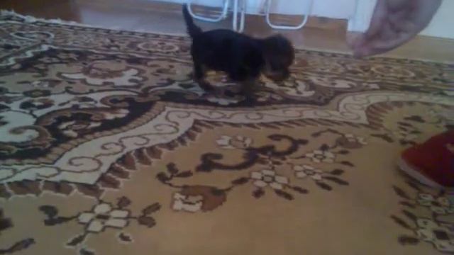 Щенок йоркширского терьера "Зингер" xx-vek смотреть онлайн