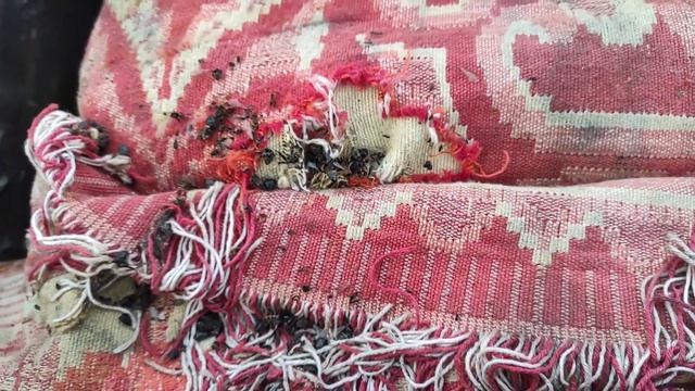 Пчеловодство.Кранты пасеке УЖАС! Семьи просели после нашествия землероек! Защита не помогает.
