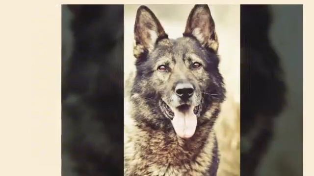 Фото животных бод песню деспасито смотреть онлайн