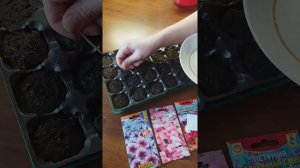 Петуния. Посадка семян петунии для новичков