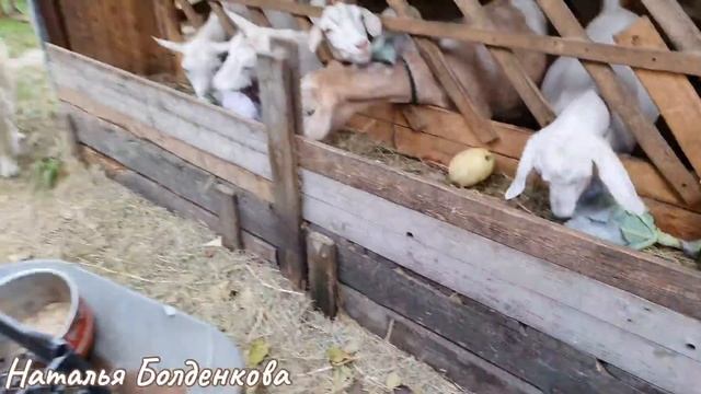 ЩаЗ кто то получит》Хочется по честному?》Комменты..?♀️》На грабли не встаю? смотреть онлайн